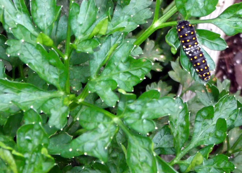 A black swallowtail larvae munches on some parsley in a garden