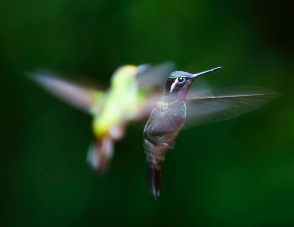 hummingbirds playing together