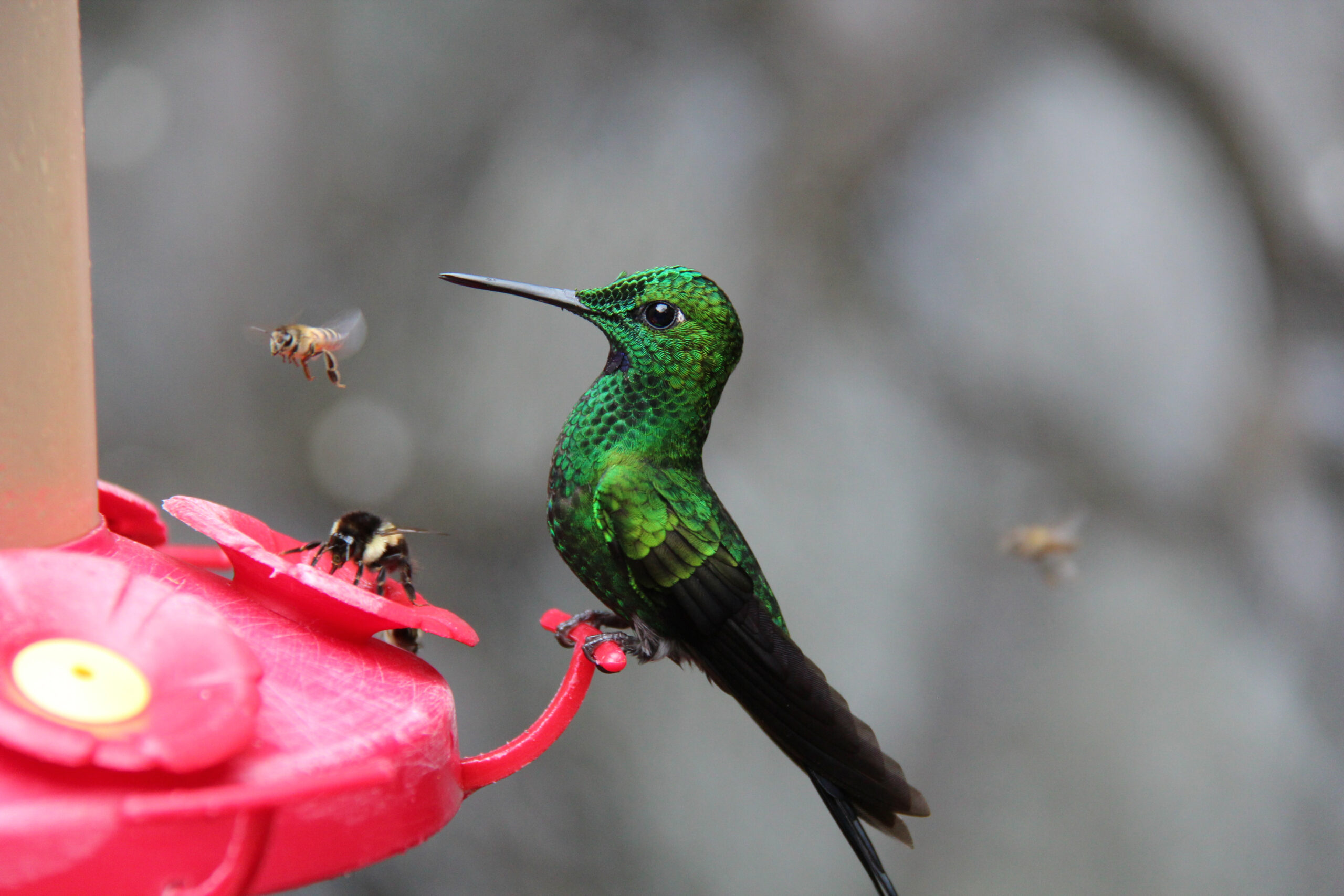 What does a hummingbird omen mean? Great things to come