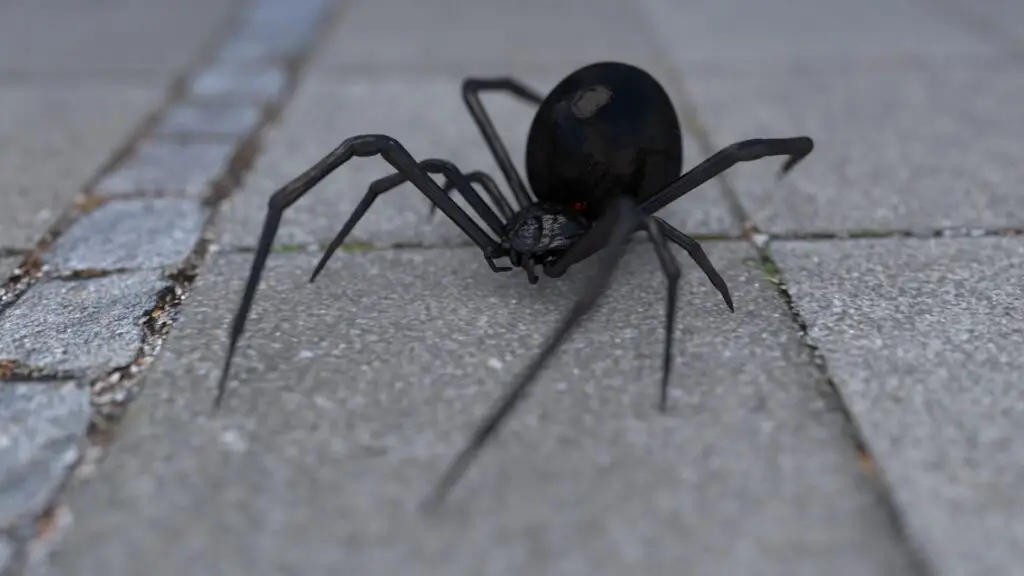 widow spider on sidewalk