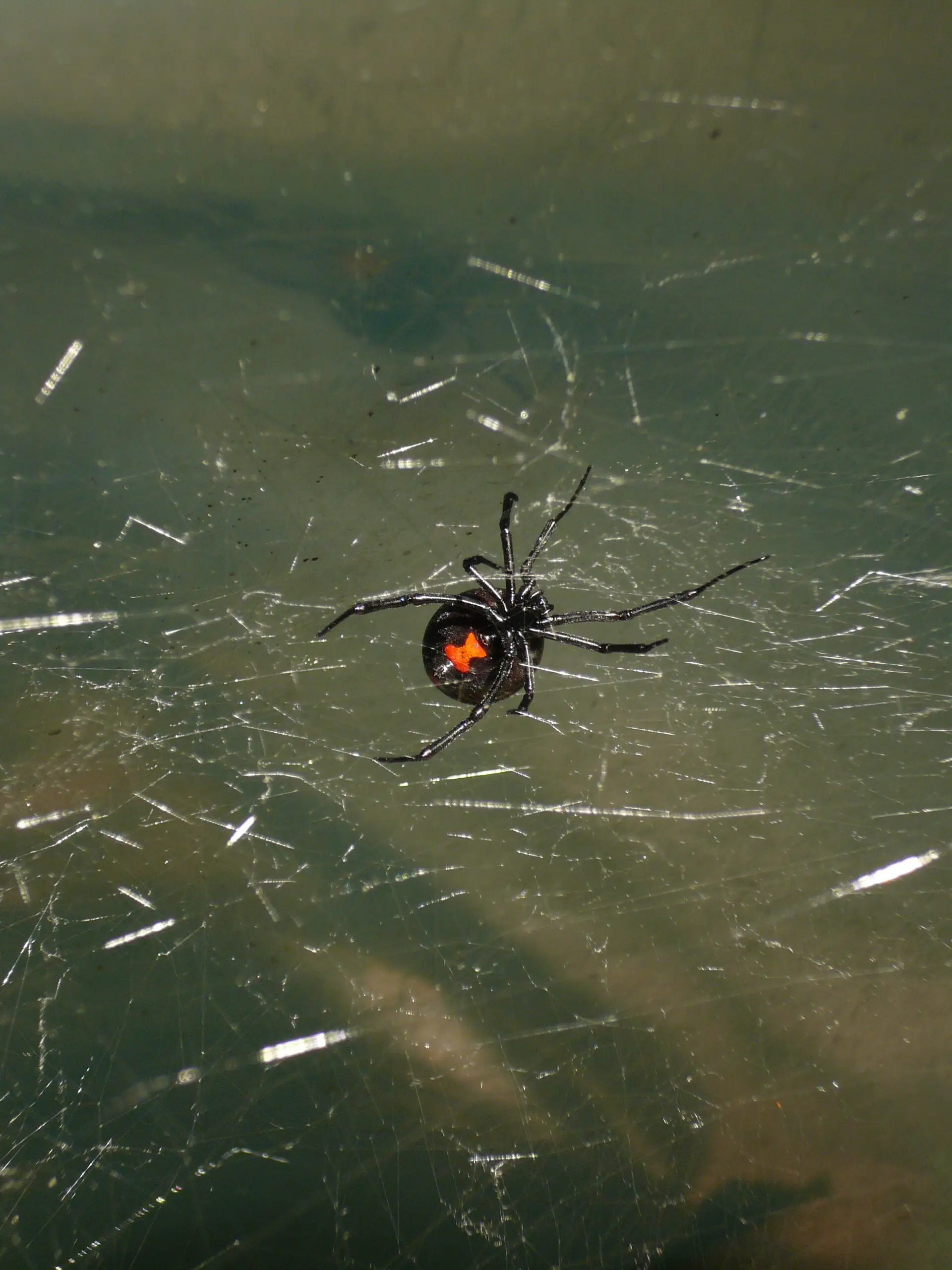 spider, black widow, venomous