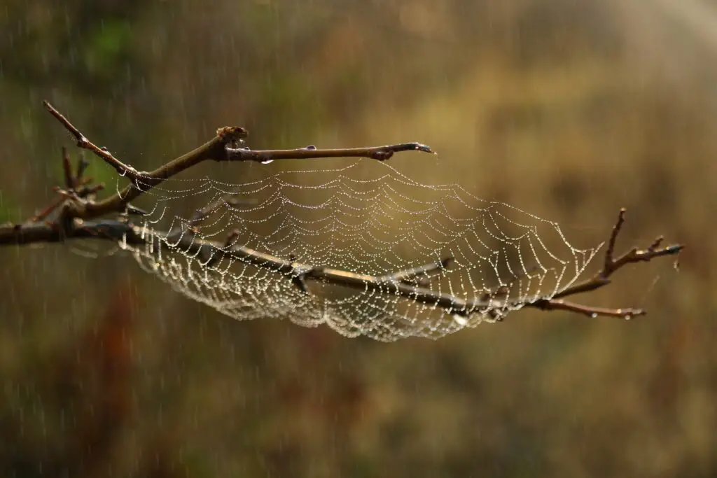 a spider web in the rain