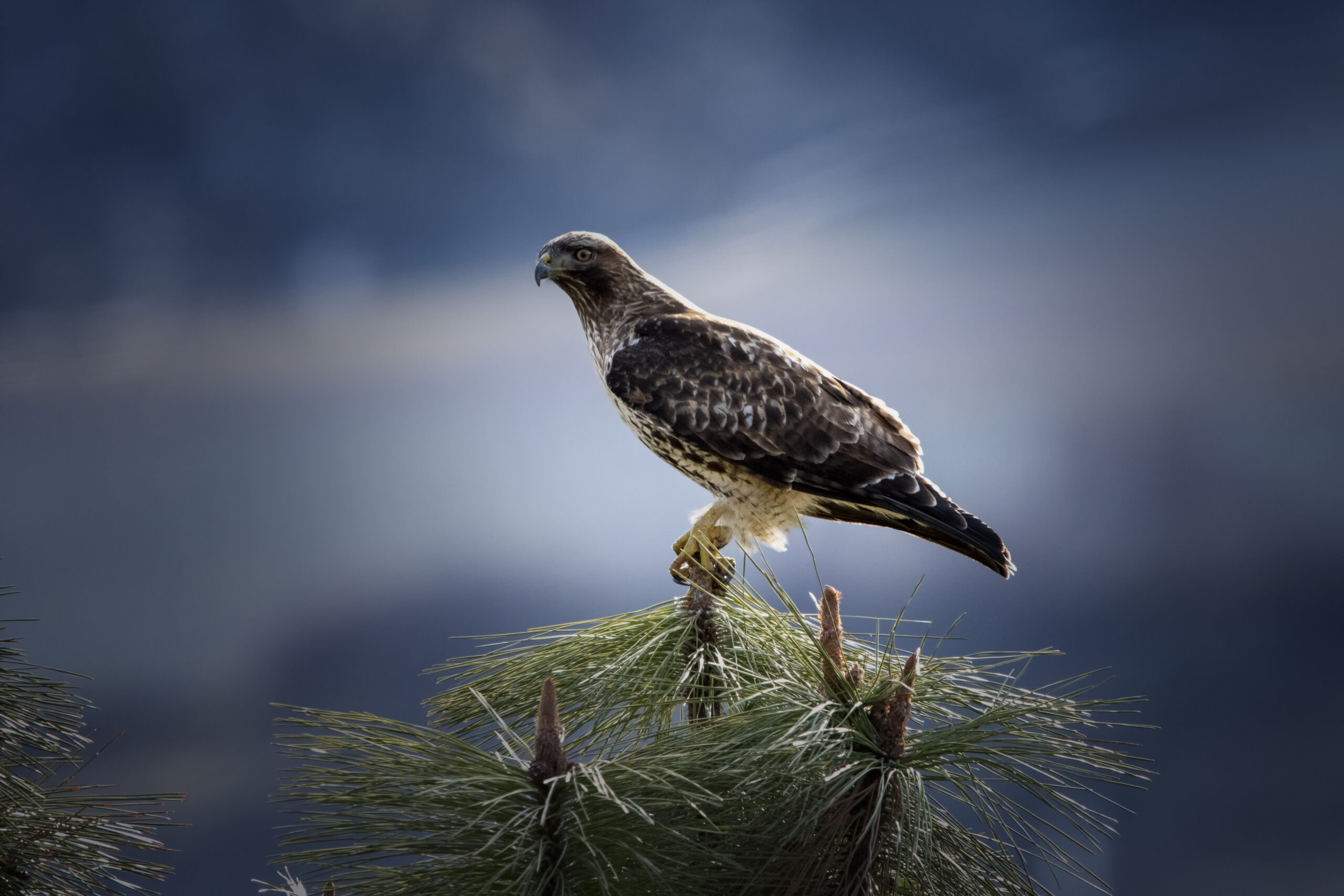 A red tailed hawk sits on a tree