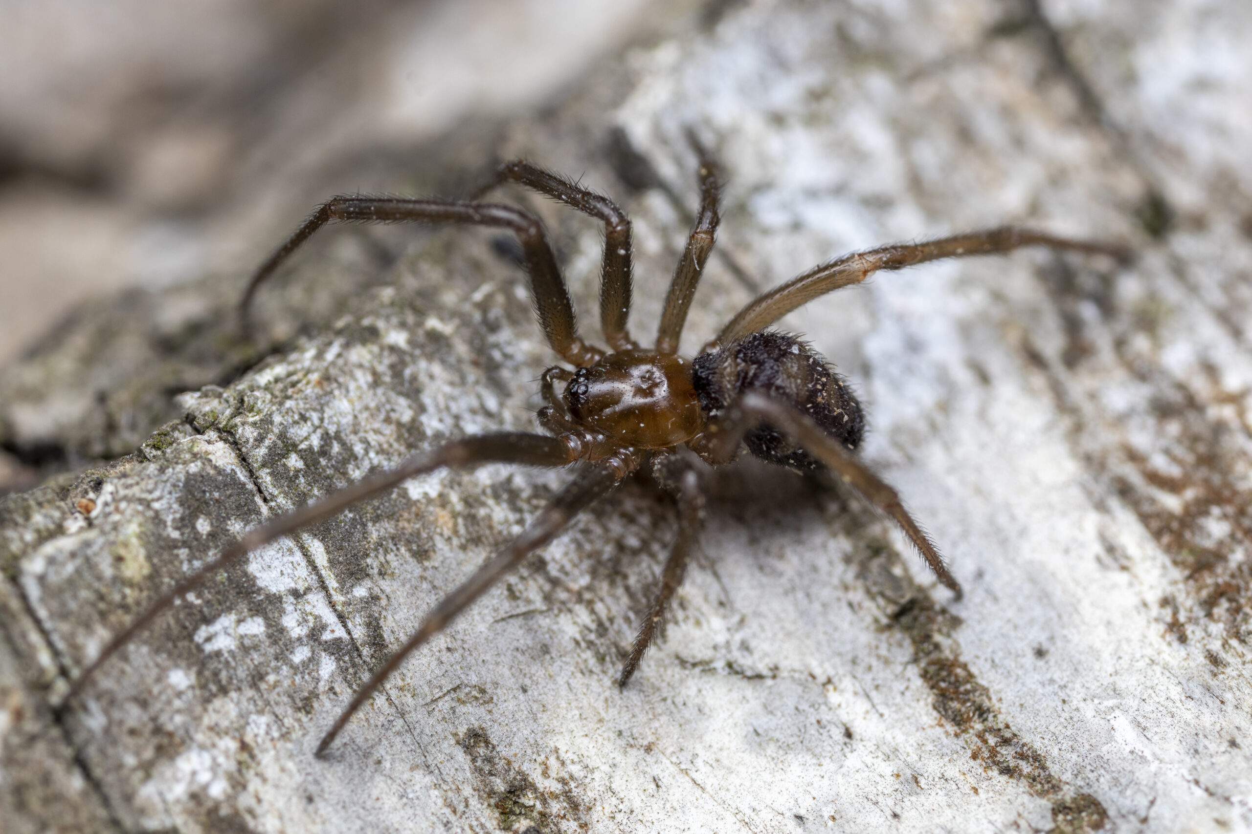 Brown and black spider on white concrete wall