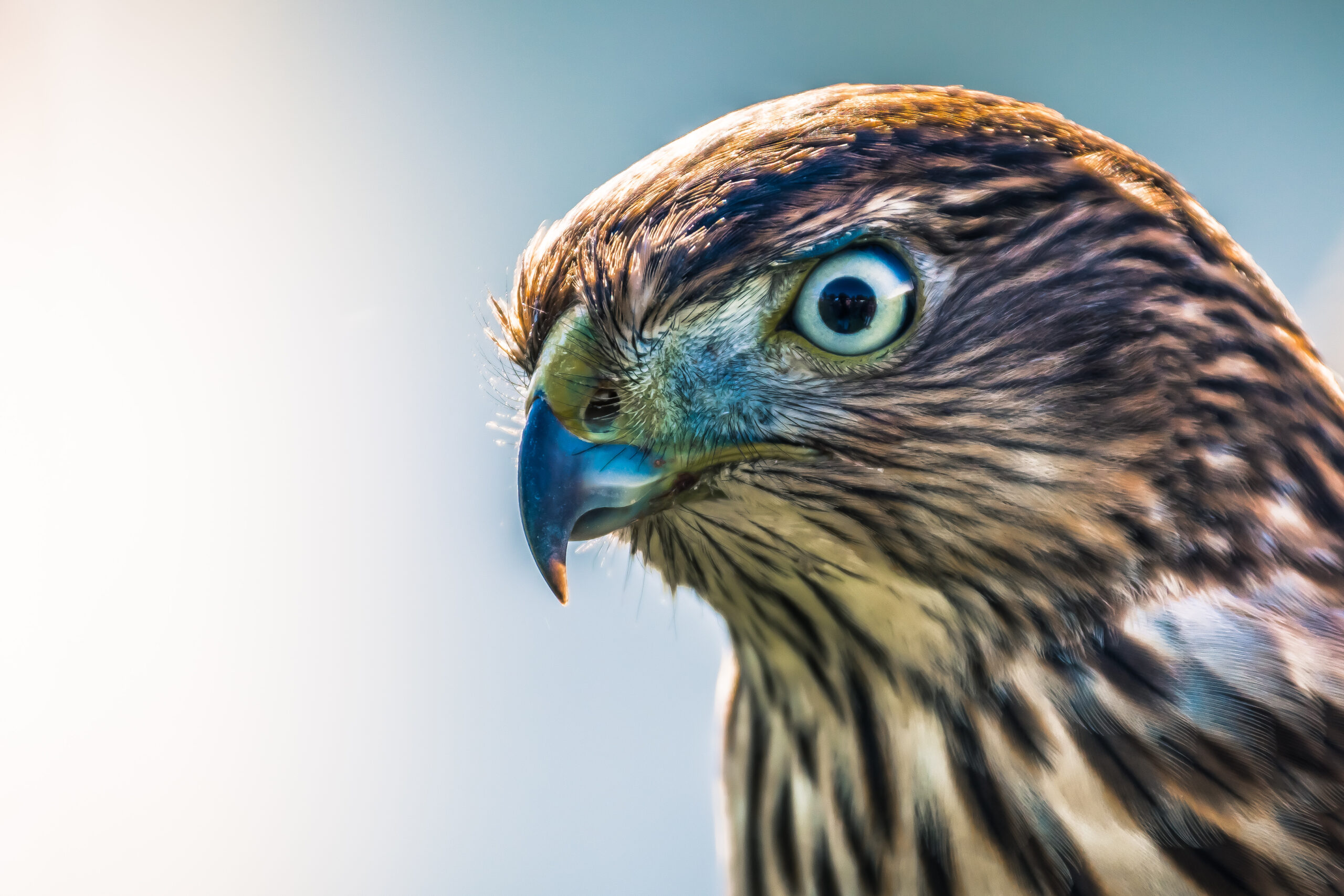 Close up photo of red tailed hawk