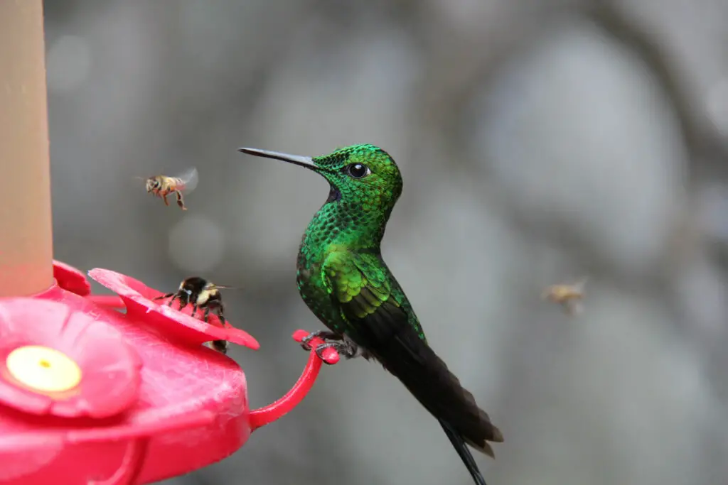 Photo of green and black hummingbird perched on red branch