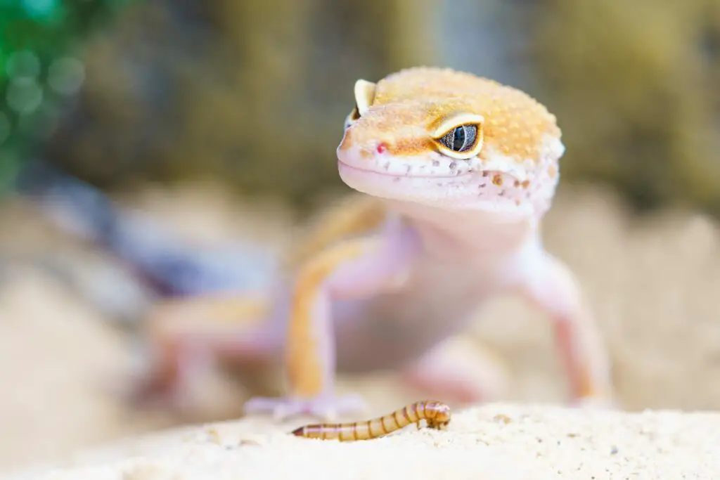 a leopard gecko in some sand