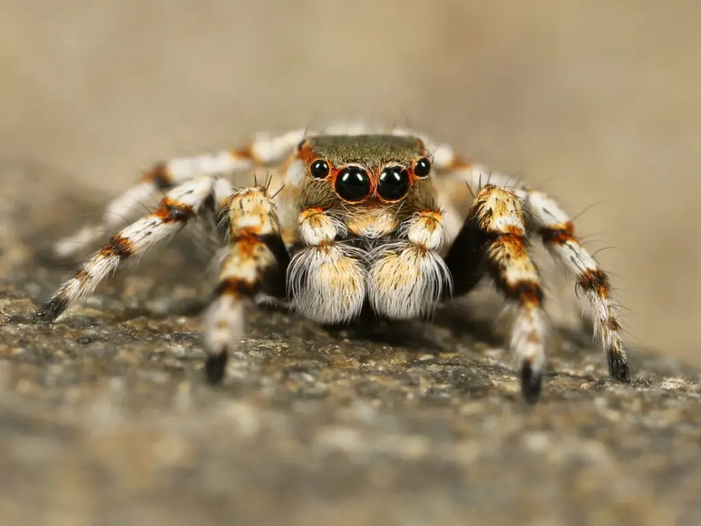 a cute jumping spider