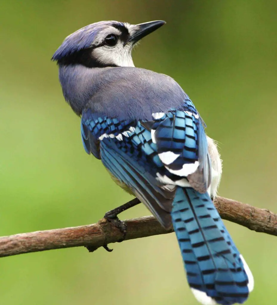 Bird blue animals birds