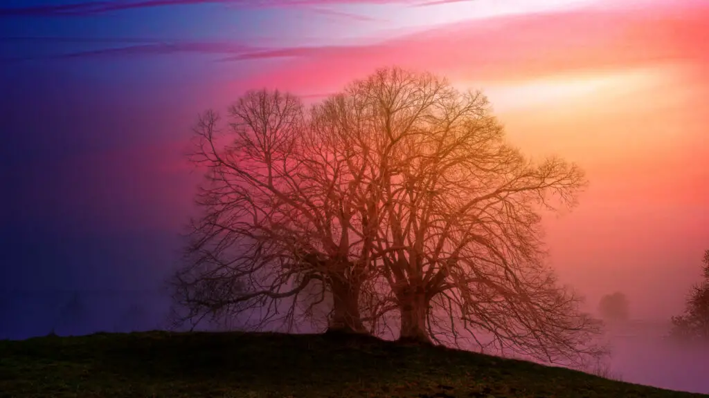 Two bare trees beside each other during sunset